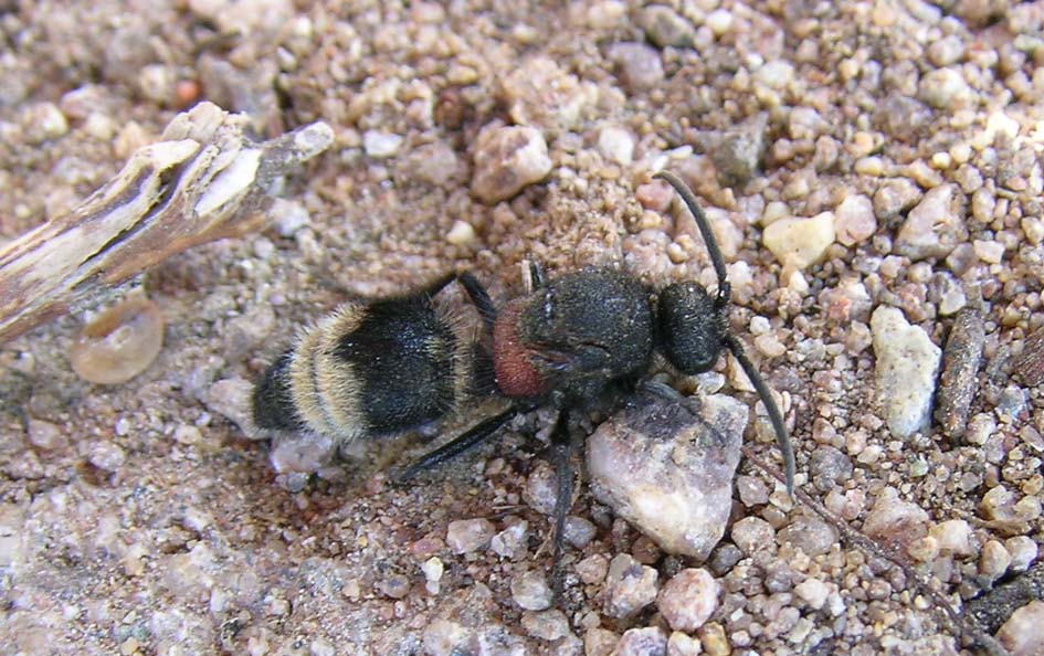 Mutillidae (Dasylabris maura carinulata)